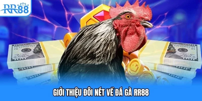 Giới thiệu đôi nét về đá gà RR88