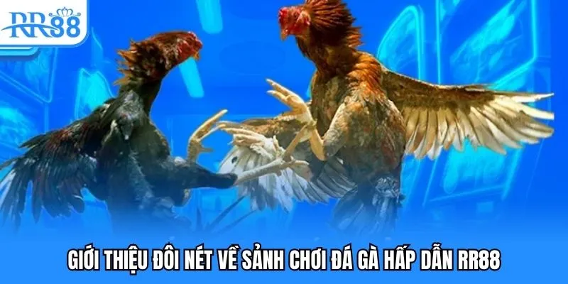 Đôi nét về sảnh chơi đá gà hấp dẫn RR88 